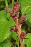 Orobanche gamosepala