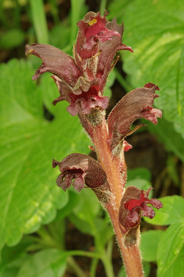 Image of Orobanche gamosepala specimen.