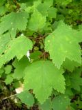 Ribes hispidulum