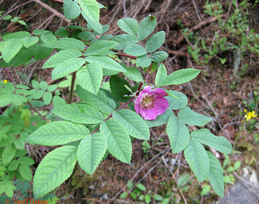 Изображение особи Rosa pendulina.