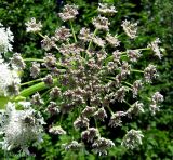 Heracleum mantegazzianum. Сложный зонтик с распускающимися цветками. Украина, Ивано-Франковская обл., Косовский р-н, с. Шешоры. 27 июня 2011 г.