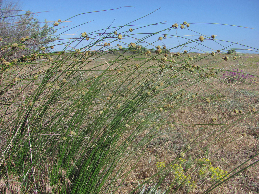 Image of Scirpoides holoschoenus specimen.