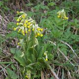 Primula veris. Цветущие растения. Московская обл., Раменский р-н, Хрипань, опушка леса. 13.05.2007.