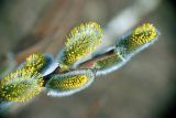 Salix caprea