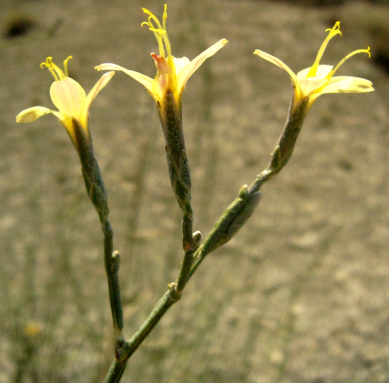 Image of Scariola orientalis specimen.