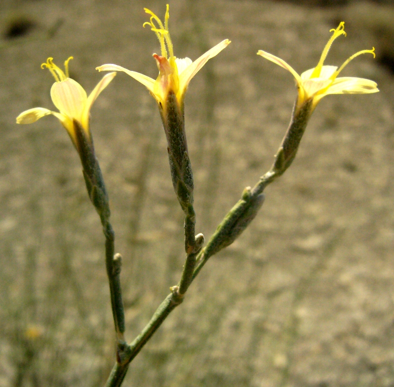 Изображение особи Scariola orientalis.