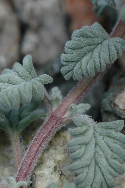 Image of Scutellaria przewalskii specimen.