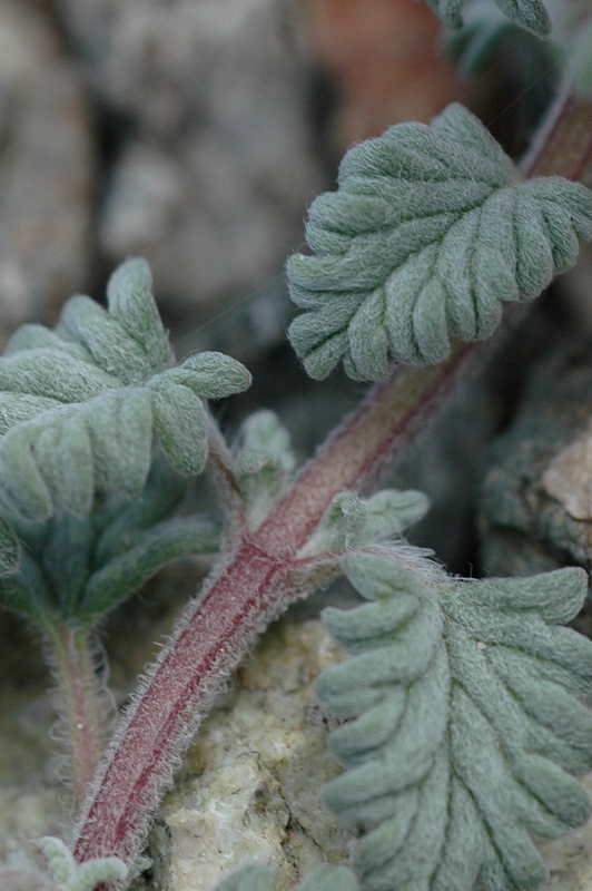 Изображение особи Scutellaria przewalskii.