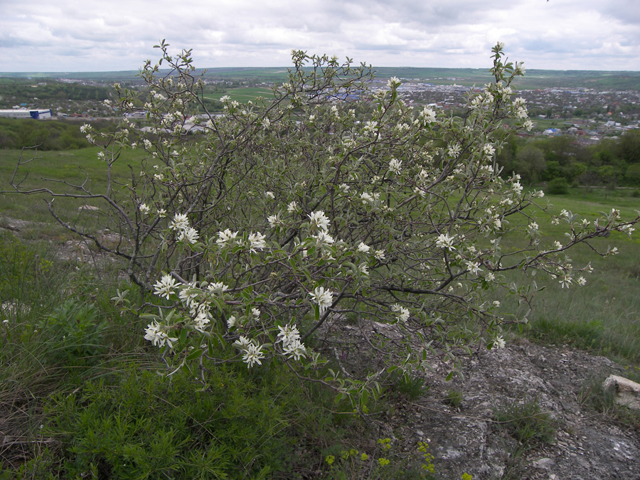 Image of Amelanchier ovalis specimen.