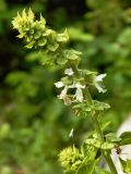 Ocimum basilicum. Соцветие. Смоленская обл., Смоленский р-н, пос. Каспля, в культуре. 29.08.2011.