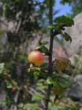 Grossularia acicularis. Фрагмент ветви с плодами. Республика Алтай, Усть-Коксинский р-н, крупноглыбовая осыпь над западным берегом Кучерлинского озера. Высота около 1900 н.у.м. 03.08.2011.