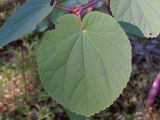 Cercidiphyllum magnificum. Листья. Ленинградская обл., пос. Колосково, в культуре. 28.08.2011.