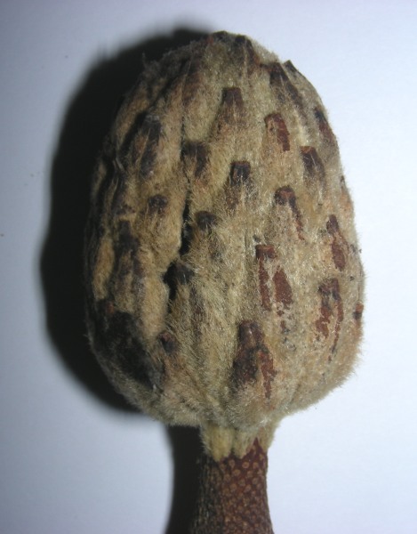 Image of Magnolia grandiflora specimen.