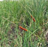 Typha laxmannii. Растения среди рогозовых зарослей. Астраханская обл., Нариманский р-н, ильмень Япрок у с. Тамбовка. 19.08.2010.