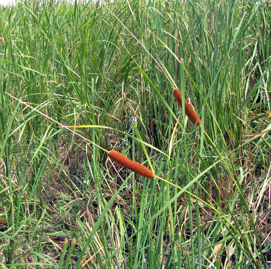 Изображение особи Typha laxmannii.