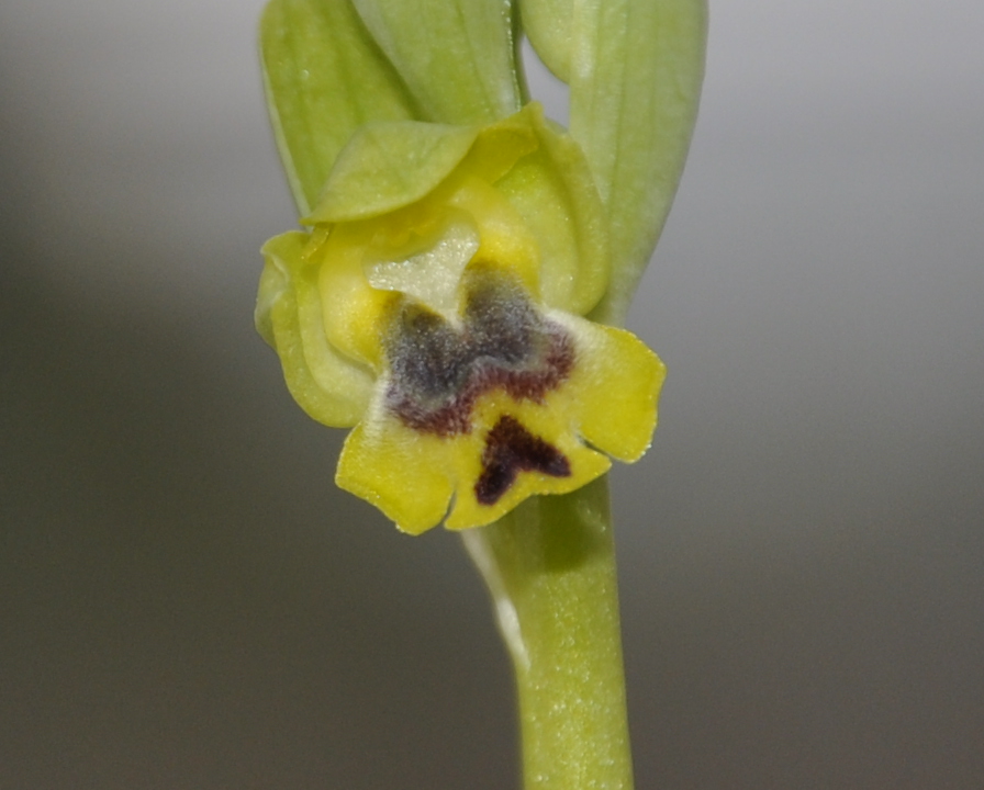 Image of Ophrys lutea ssp. galilaea specimen.