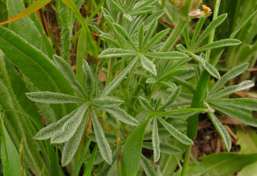 Изображение особи Lupinus luteus.