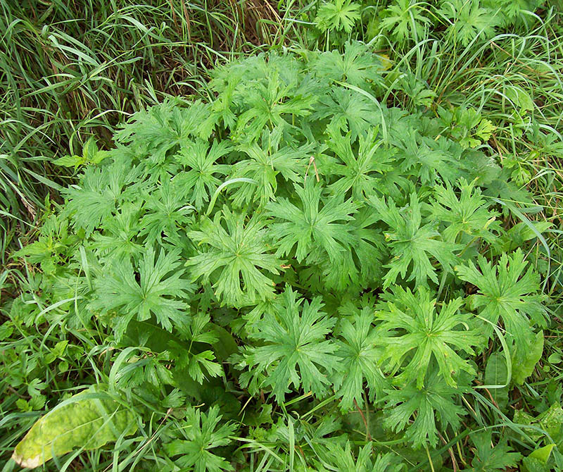 Image of Geranium pratense specimen.