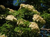 Sorbus amurensis