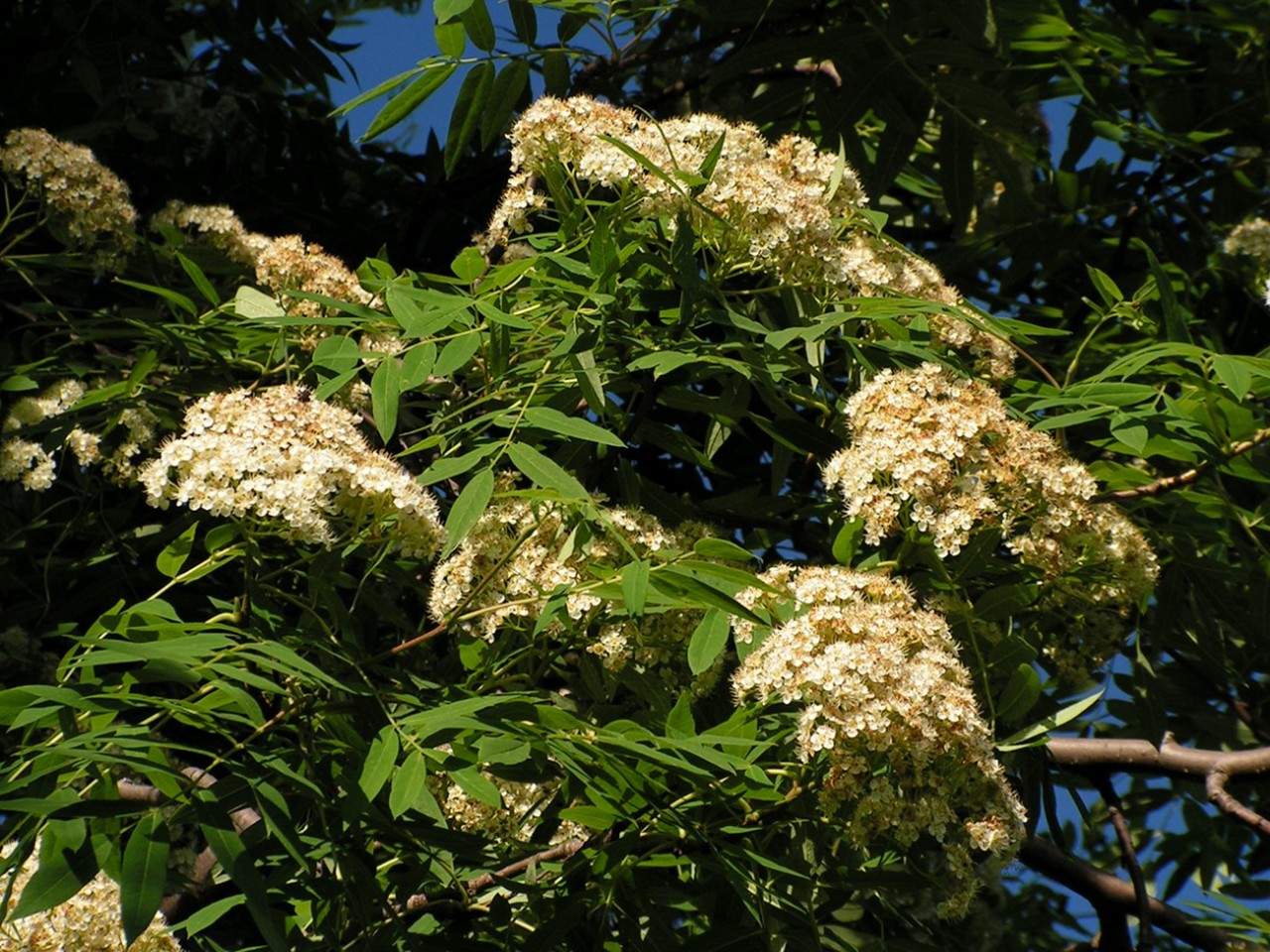 Изображение особи Sorbus amurensis.