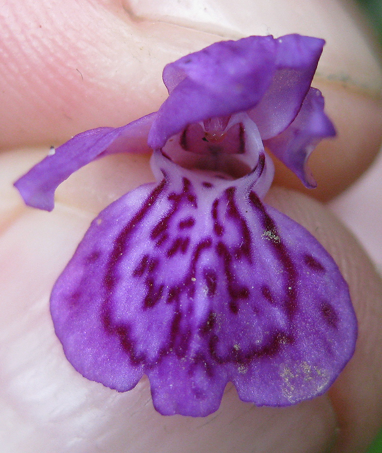 Image of Dactylorhiza majalis specimen.