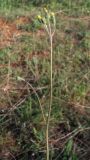 genus Hieracium. Побег. Крым, Севастополь, степь в районе Караньской балки. 13 мая 2012 г.