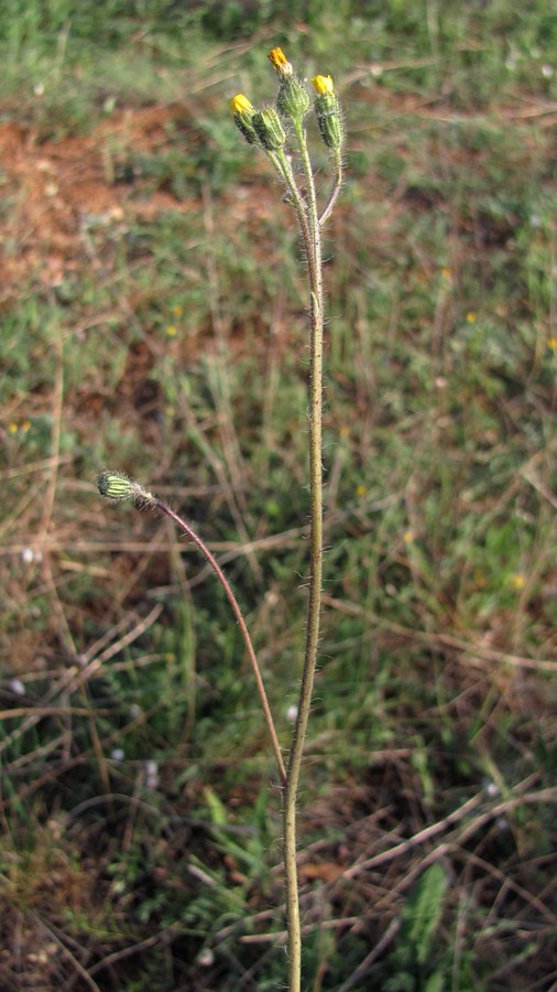 Изображение особи род Hieracium.