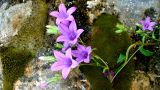 Campanula hohenackeri