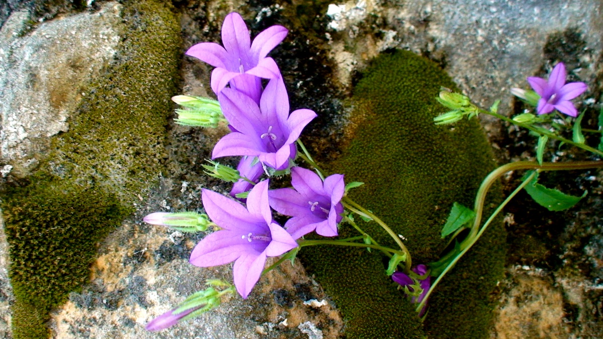 Изображение особи Campanula hohenackeri.