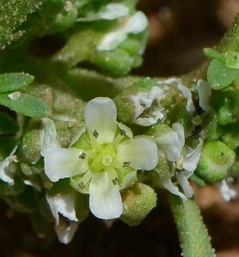 Изображение особи Coronopus squamatus.