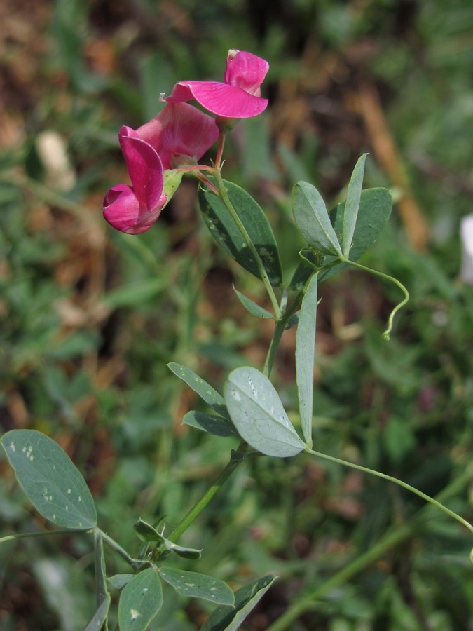 Изображение особи Lathyrus tuberosus.