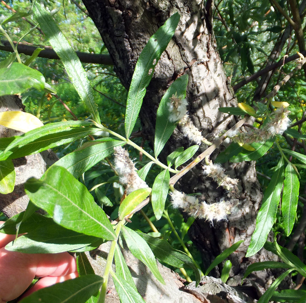 Image of Salix gmelinii specimen.