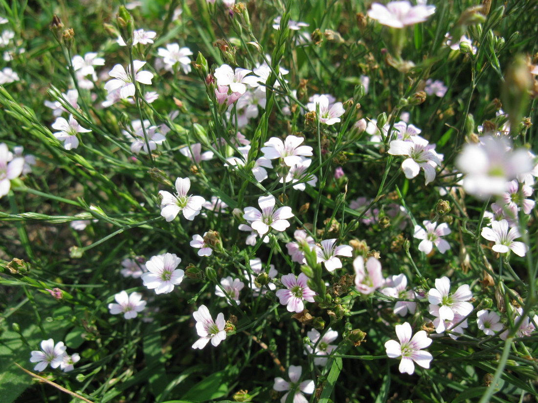 Изображение особи Petrorhagia saxifraga.