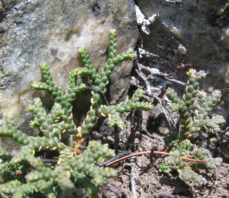 Изображение особи Selaginella sanguinolenta.