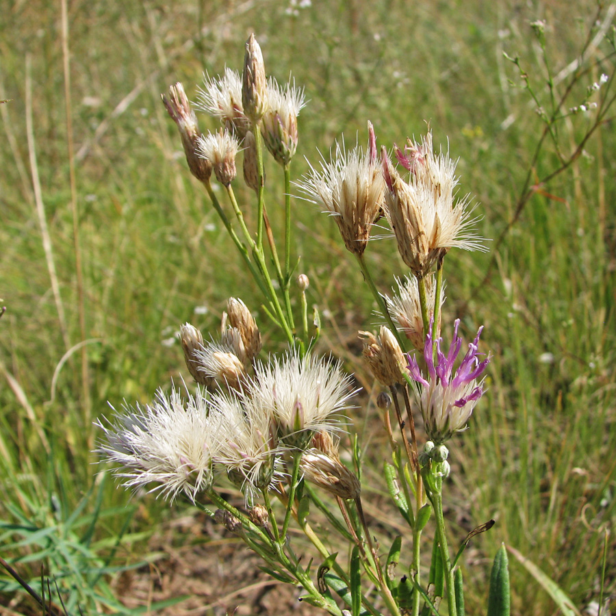 Image of Jurinea multiflora specimen.