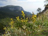 Linaria genistifolia