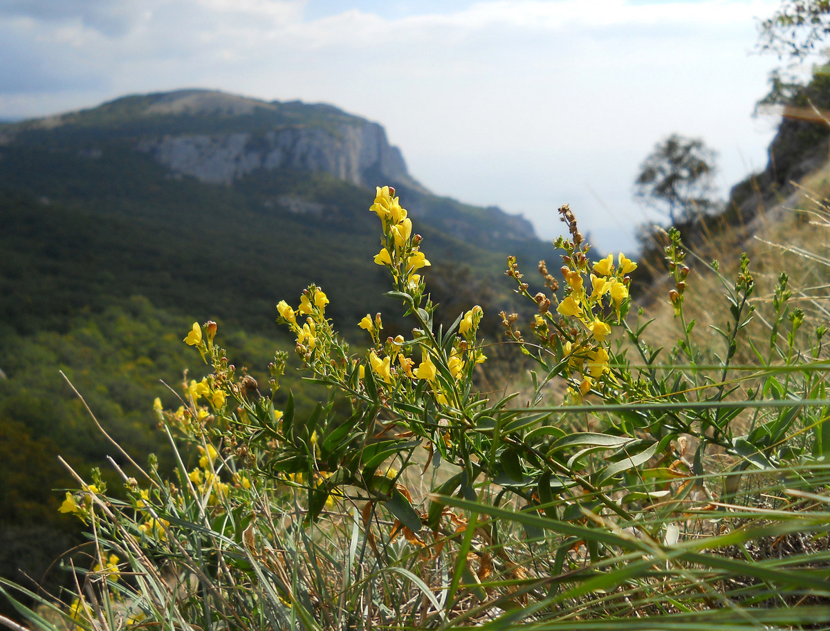 Image of Linaria genistifolia specimen.