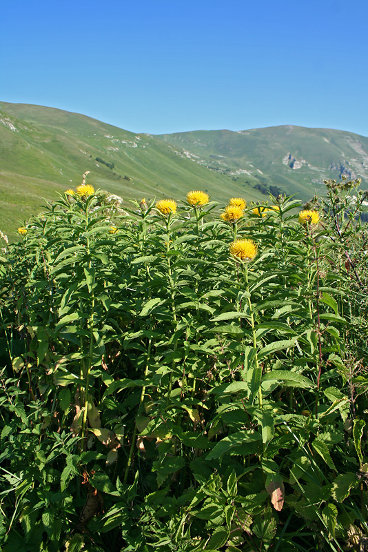 Изображение особи Grossheimia polyphylla.