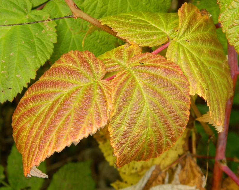 Изображение особи Rubus idaeus.