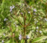 Amethystea caerulea