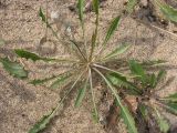 genus Chondrilla