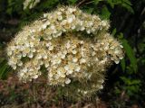 Sorbus amurensis. Соцветие. Хабаровский край, Ванинский р-н, подгольцовый пояс горы Агандяк.