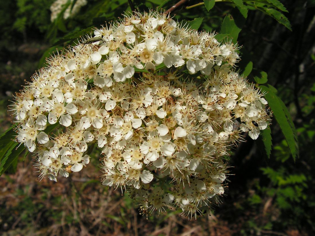 Изображение особи Sorbus amurensis.