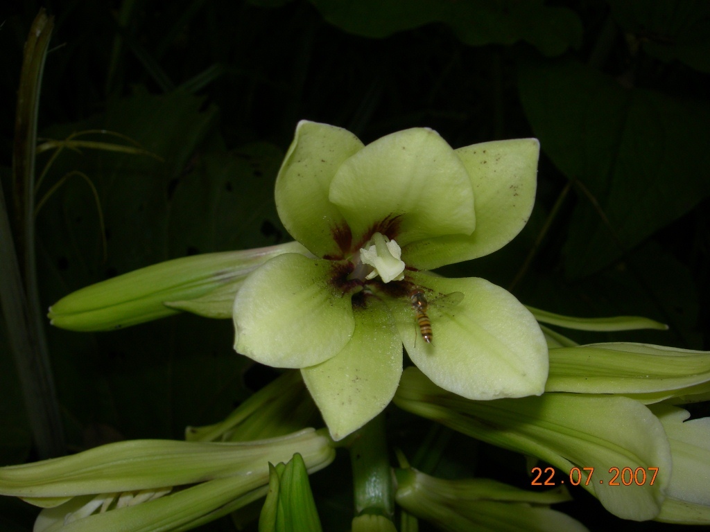 Image of Cardiocrinum cordatum specimen.