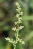 Artemisia vulgaris