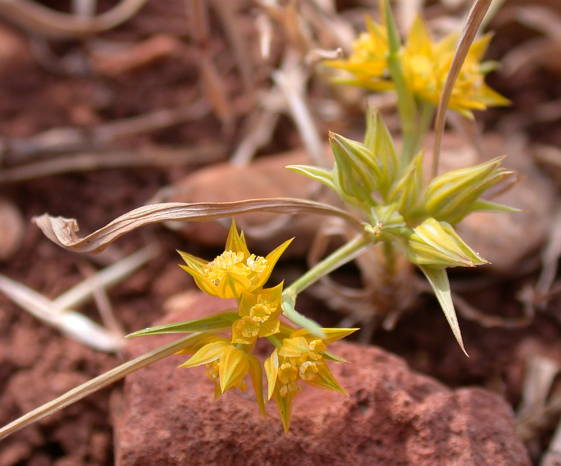 Изображение особи Bupleurum nodiflorum.