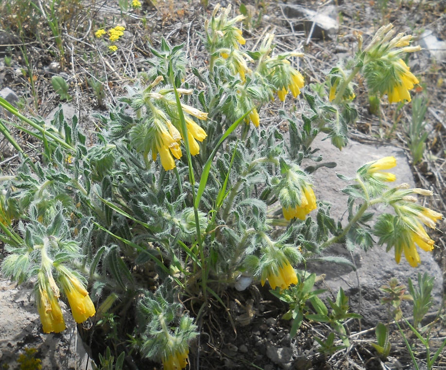 Image of Onosma microcarpa specimen.