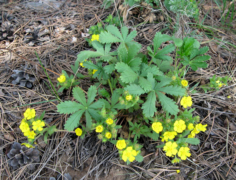 Image of Potentilla humifusa specimen.