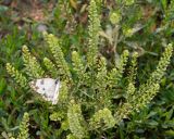 Lepidium densiflorum