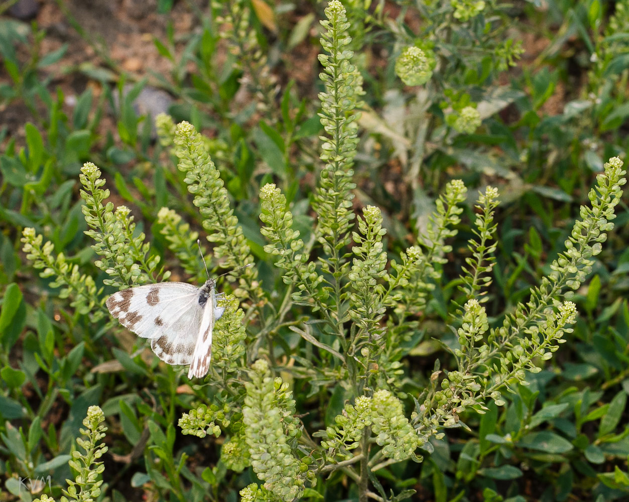 Image of Lepidium densiflorum specimen.